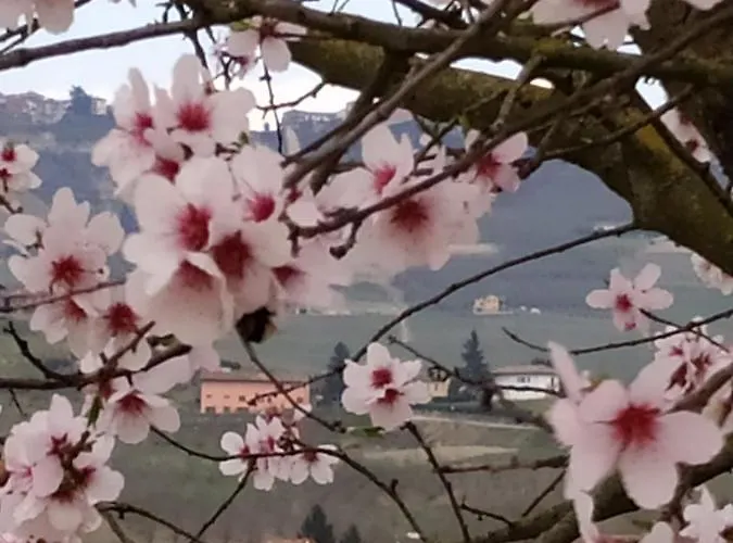 Casa Pulci 招待所
